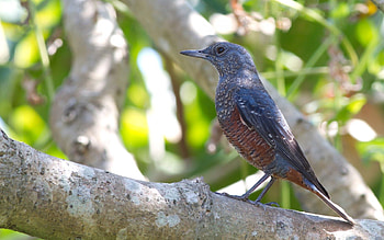 Animals, Sun, Bird, Wood, Tree, Branch HD wallpaper