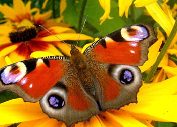 Butterfly, animal, yellow, flower HD wallpaper
