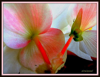 Begonia Flower, pink, flower, green, red, begonia HD wallpaper