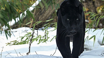 Black Cat White Snow, black cat, black panther, black HD wallpaper