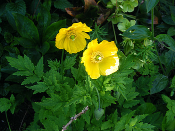 fully opened yellow poppy, , greenery, flowers, poppy, yellow HD wallpaper