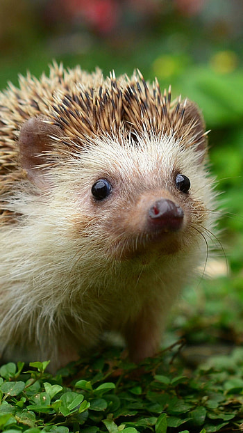 Hedgehogs , Cute and prickly, Delightful companions, Hedgehog cuteness overload HD phone wallpaper