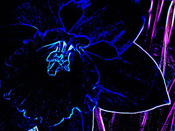 dark daffydil, night, blue, closeup, purple, black, flower, daffidyl, dark HD wallpaper
