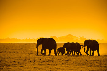 Africa, Animal, African Bush Elephant, Sunset, Elephants HD wallpaper