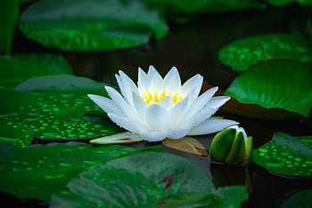 Bloom, white, water lily, leaf, lake, flower HD wallpaper