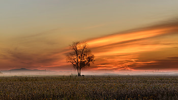 Sunrise over Field, fog, tree, field, sunrise HD wallpaper