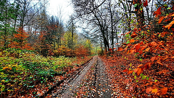 Autumn Road, colors, trees, leaves, fall, sky HD wallpaper