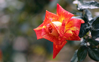 Rose, summer, yellow, red, trandafir, beauty HD wallpaper