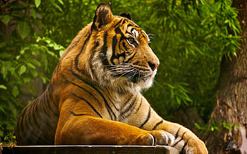 Tiger in , beauty, Striking , Captivating HD wallpaper