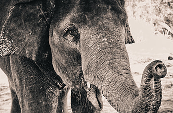 Animals, Close-Up, Elephant, Trunk HD wallpaper