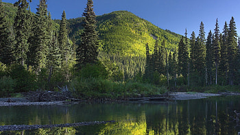 stream through mountain forest in canada, strea, logs, forest, mountain HD wallpaper