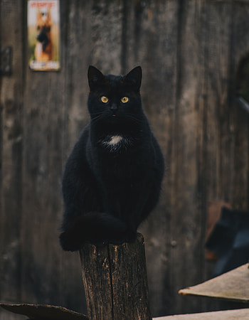 Animals, Cat, Sight, Opinion, Sits, Is Sitting HD phone wallpaper