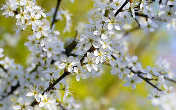 *** Sprig of flowering trees ***, flower, trees, flowering, nature, flowers HD wallpaper