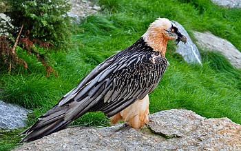 Animals, Feather, Bird, Predatory, Carnivorous, Coloration HD wallpaper