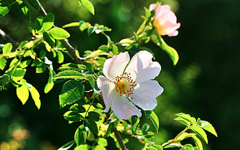 Wild Rose, rose, bush, white, wild HD wallpaper