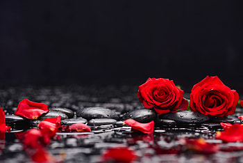 Red roses, petals, rocks, surface HD wallpaper