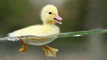 Birds, Animals, Ducks HD wallpaper