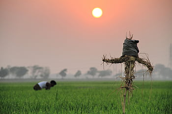 A tranquil sunset scene of a farmer working in lush paddy fields with a scarecrow in Bangladesh. HD wallpaper