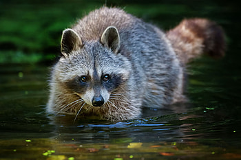 Animals, Water, Stroll, Animal, Raccoon HD wallpaper