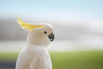 White cockatoo, Elegance in motion, Beautiful bird HD wallpaper
