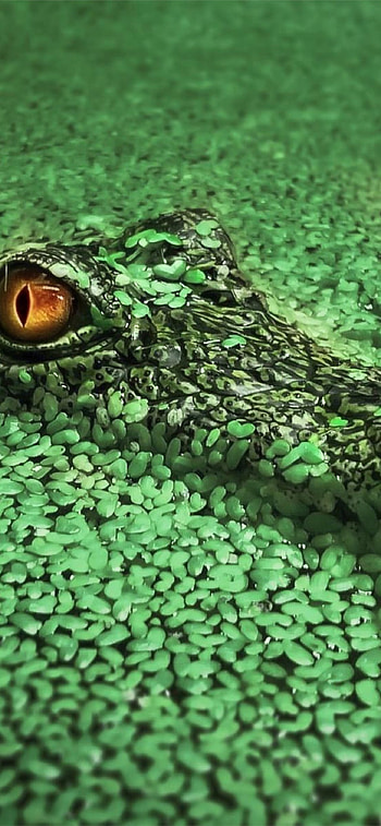 Best crocodile , Stunning reptilian art, High-definition backgrounds, Digital splendor HD phone wallpaper