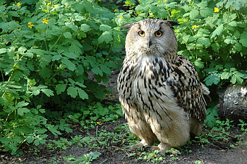Animals, Leaves, Owl, Bird, Branches, Predator, Variety HD wallpaper