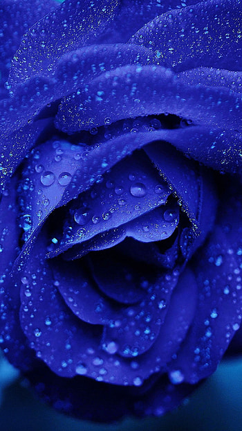 Blue Rose, rose, blue, flower, nature HD phone wallpaper