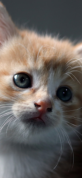 Domestic pets, Cute portrait, , Feline friend HD phone wallpaper
