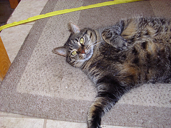 Foozie butt, kitten, tabby, cat, stripped HD wallpaper