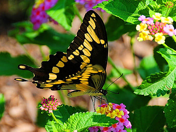 Delightful, pink, black, yellow, flowers, swallowtail, beauty HD wallpaper