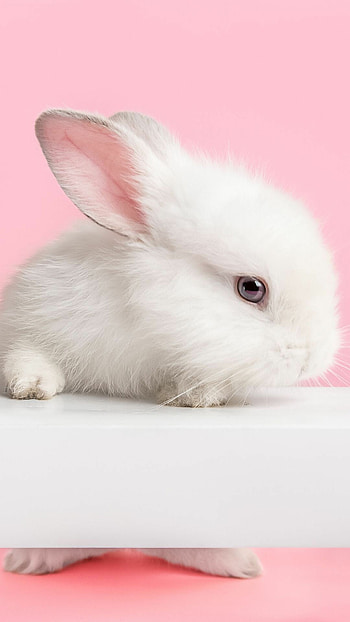 rabbit , Mobile backgrounds, Cute rabbit , Smart beauty HD phone wallpaper