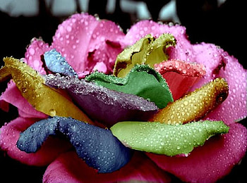 rainbow rose, delecate, colorful, plants, soft, nice, rose, pretty, petals, blossoms, bud, nature, flowers, elegance, blooms HD wallpaper