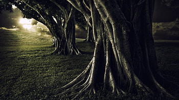 Field of Dreams, Twilight, Dreams, Amazing, Trees HD wallpaper