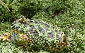 Toad , Wide variety, Toad species, Nature's palette HD wallpaper