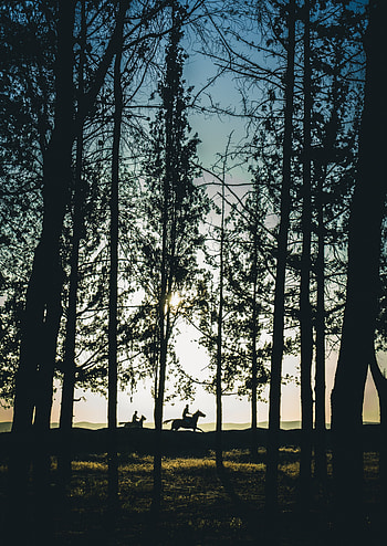 Landscape, Nature, Trees, Sunset, Horses, Forest, Silhouettes, Riders HD phone wallpaper