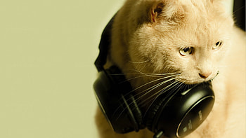 Music, Animals, Cats HD wallpaper