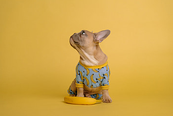 Gone Banana's, fruit, banana, dog, canine HD wallpaper