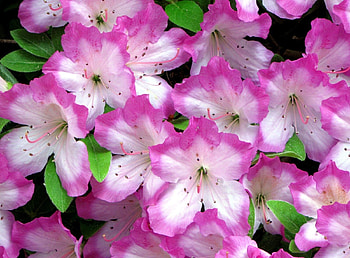 Flowers, Close-Up, Bloom, Flowering, Tenderness, Azalea HD wallpaper
