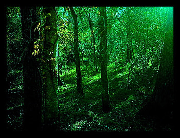 kokiri_lost_woods, light, green, trees, nature, grass, forest HD wallpaper