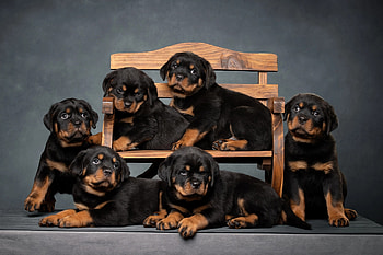 Majestic Rottweiler Puppies Showcase, Animal, rottweiler HD wallpaper