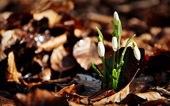 Flowers, Leaves, Snowdrops, Drops, Three HD wallpaper
