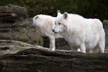 Whithe Wolfs, white, animals, dogs, nature, wolf HD wallpaper