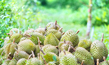 Bao Sheng durian farm attraction, Reviews and tickets, Discounts and transportation, Opening hours HD wallpaper