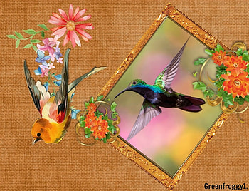 HUMMINGBIRD, CUTE, FRAMED HD wallpaper