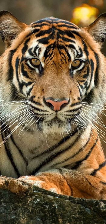 Lion , Idlewp HD phone wallpaper