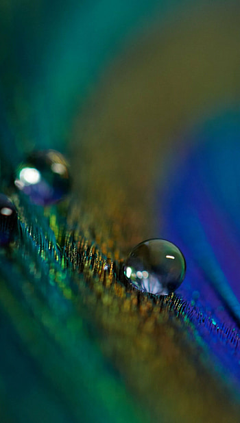 Feather from peacock, Ultra , Exquisite details, Nature's perfection HD phone wallpaper