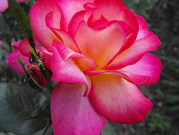 Rose, pink, nature, flower HD wallpaper