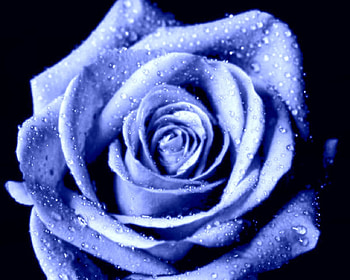 Blue Open Rose, blue, rose, open rose, blue rose HD wallpaper