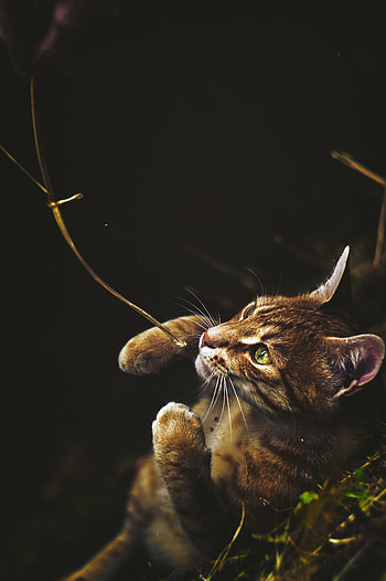 Animals, Cat, Redhead, Worth, Green Eyed, Green-Eyed HD phone wallpaper