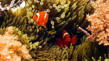 Colorful clownfish, background, Marine life wonder, Underwater paradise HD wallpaper